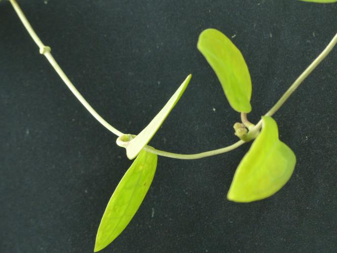 Hoya ellipilata big leaves 