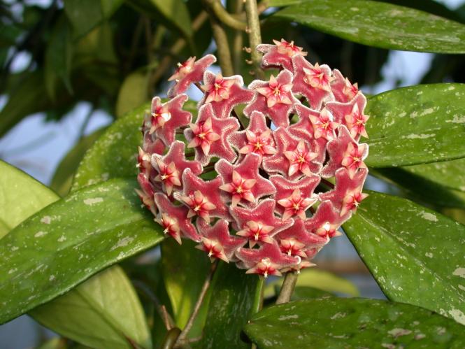 Kakteen Haage Hoya pubicalyx Silver Pink IPPS0223 online kaufen