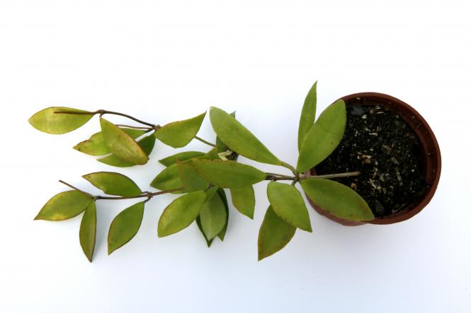 Hoya sp. Haruku IPPS3759 Haruku, Indonesia 