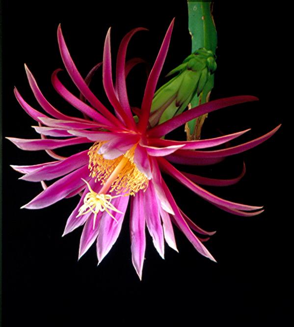 Hylocereus stenopterus Kathie van Arum 