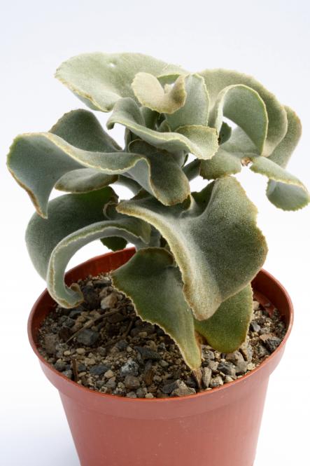 Kalanchoe beharensis Brown Dwarf 