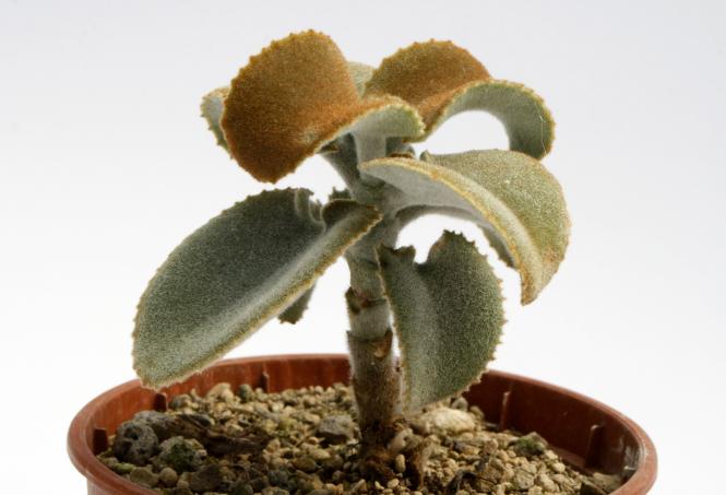 Kalanchoe beharensis Brown Dwarf 