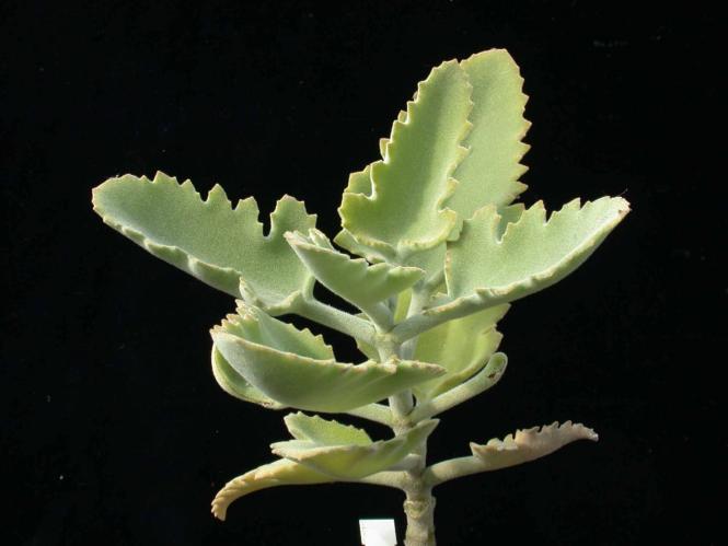 Kalanchoe beharensis Rose Leaf 