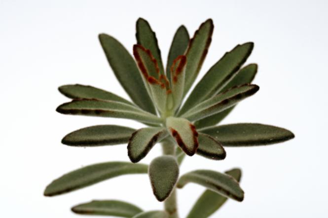 Kalanchoe tomentosa Narrow Tie 