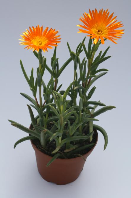 Lampranthus cv. orange Blüte 