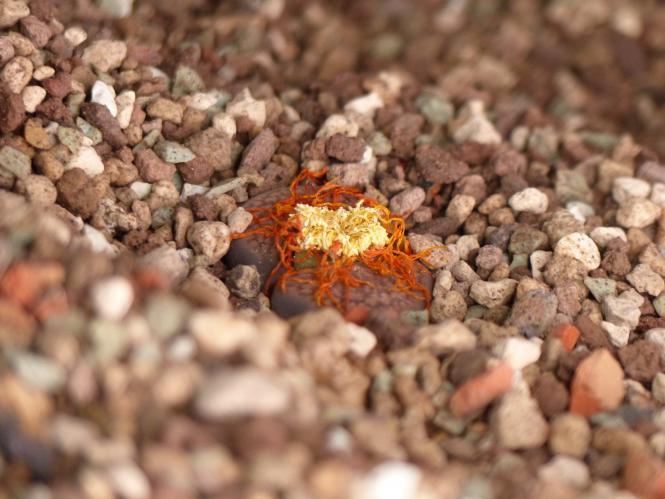 Lithops aucampiae Storms Snowcap C392 