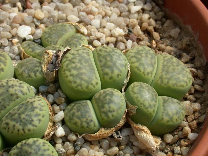 Lithops bromfieldii ssp. insularis Sulphurea Green Monster C362 