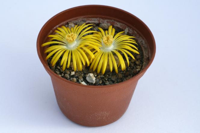 Lithops dinteri Dintergreen C206A 40km sse. Warmbad, Karasburg, Namibia 