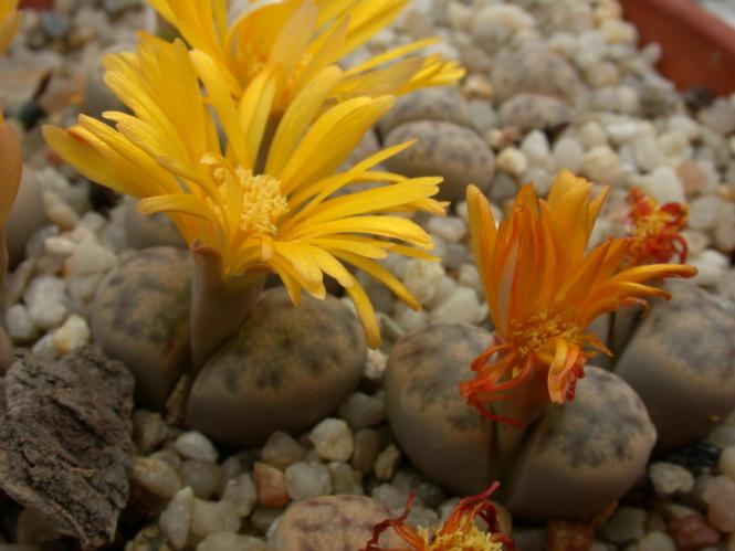 Lithops dinteri ssp. fredericii C180 30km nw. of Pofadder, Cape Province, RSA, TL 
