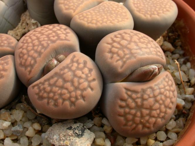 Lithops hallii Brown C136 35km ene. of Strydenburg, Cape Province, RSA 
