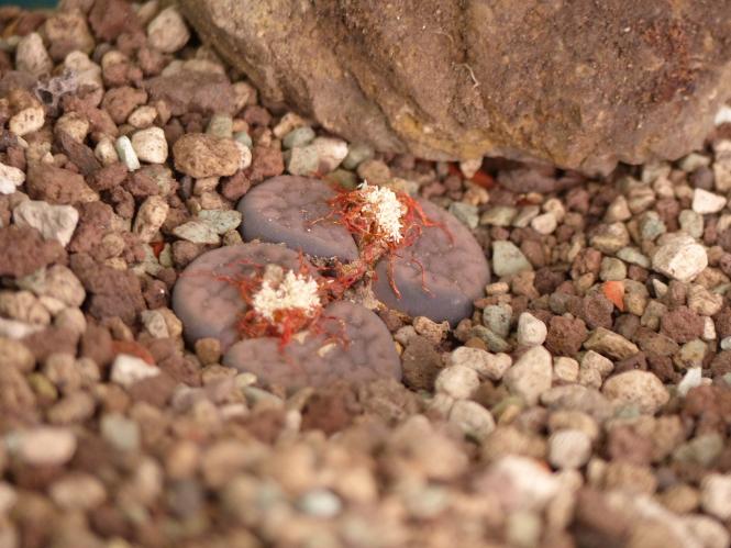 Lithops hookeri ssp. elephina C92 