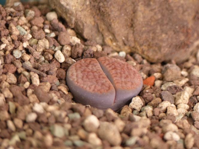 Lithops hookeri ssp. elephina C92 