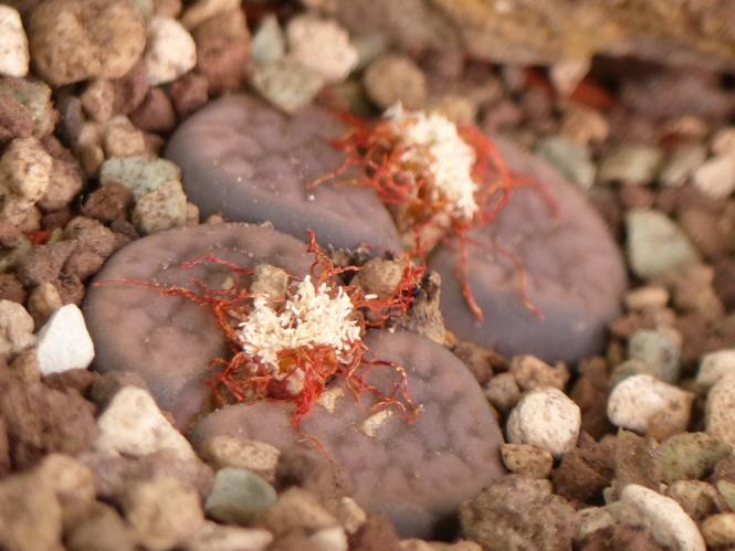 Lithops hookeri ssp. elephina C93 