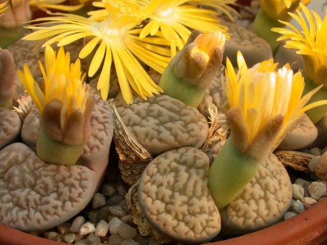 Lithops hookeri ssp. susannae C91 30km se. of Douglas, Cape Province, RSA 