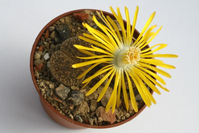 Lithops lesliei ssp. hornii C15 