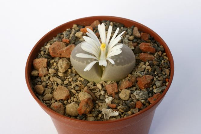 Lithops marmorata C305 40km nne. of Steinkopf, Cape, RSA 