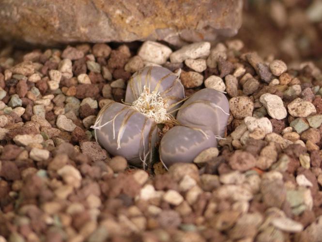 Lithops marmorata framesii 