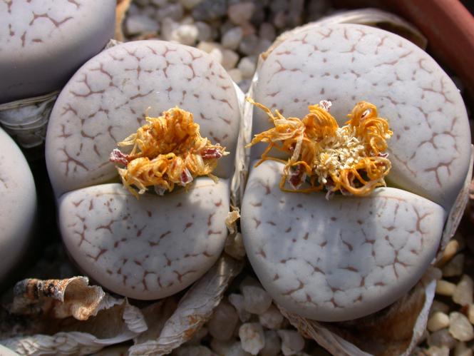 Lithops pseudotruncatella ssp. riehmerae C97 50km se. of Windhoek, Namibia, TL 