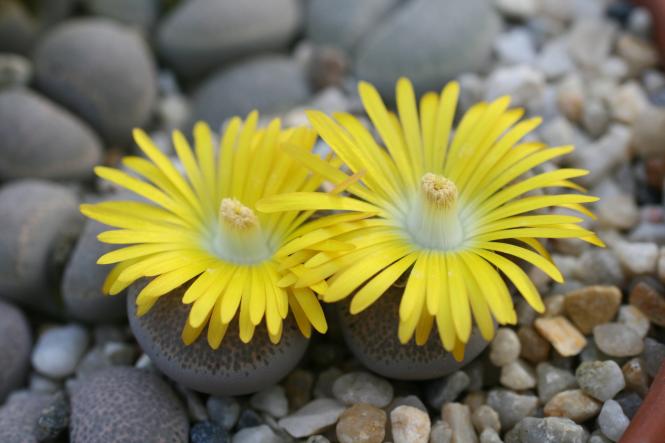 Lithops terricolor peersii C376 