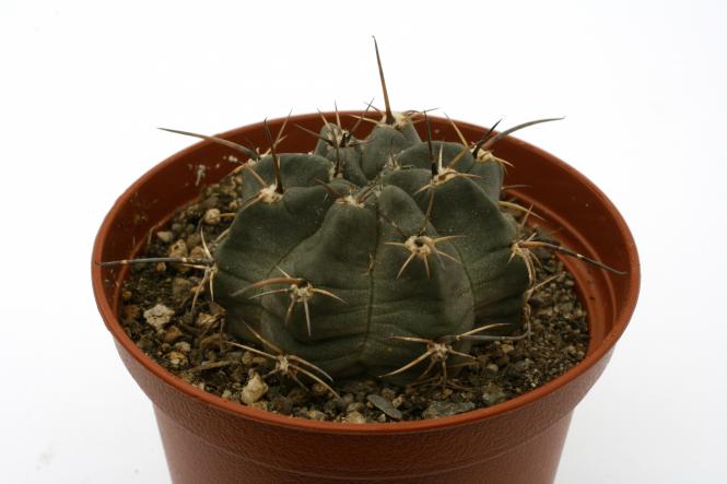 Lobivia pugionacantha v. salitrensis R636 Salitre, Chuquisaca, BOL, 3200m 