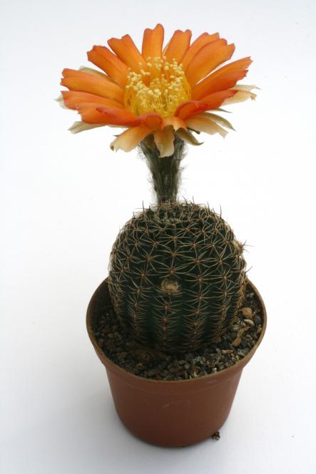 Lobivia rebutioides JO541 Volcán, Jujuy, ARG 