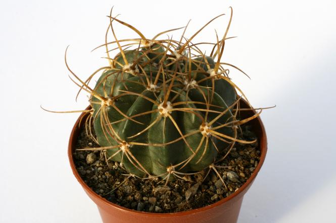 Lobivia tegeleriana ssp. albiflora 