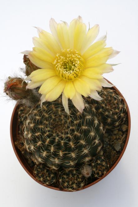 Lobivia tiegeliana ssp. flaviflora 