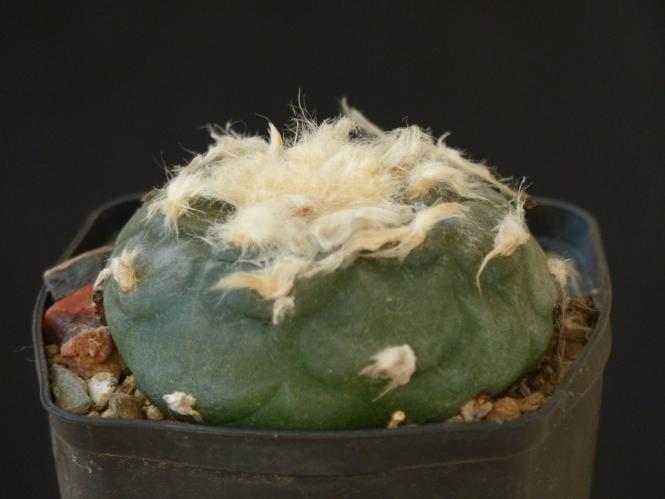 Lophophora diffusa v. koehresii % 
