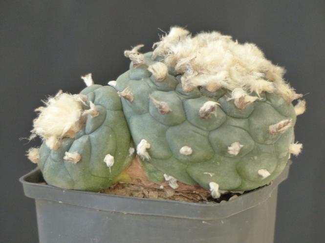 Lophophora diffusa v. koehresii % 