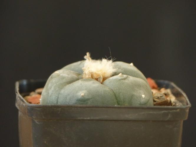 Lophophora diffusa v. koehresii % 