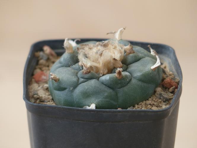Lophophora diffusa v. koehresii % San Francisco, Cal, USA 