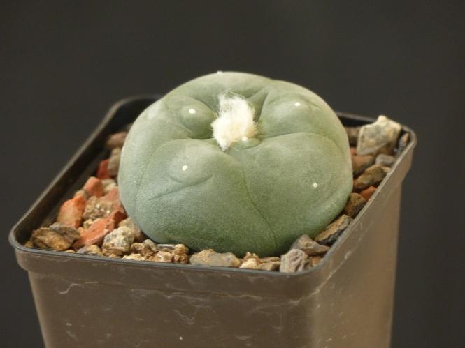 Lophophora diffusa % Pena Blanca, Qro, MEX 