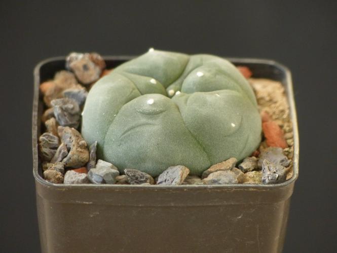 Lophophora diffusa % Pena Miller, Qro, MEX 