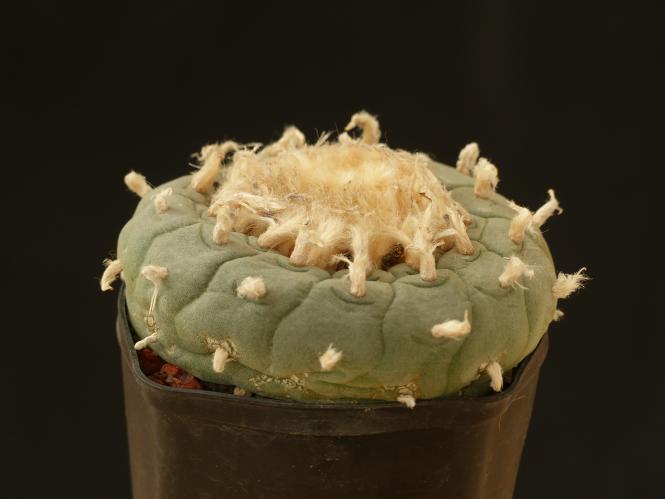 Lophophora fricii v. albiflora % 