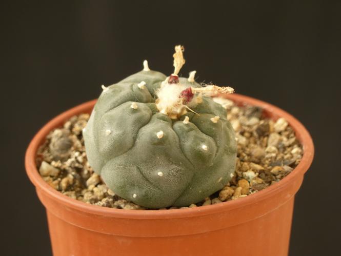 Lophophora williamsii % Huizache, SLP, MEX 