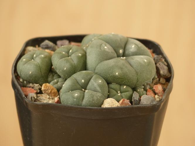 Lophophora williamsii % n. of Saltillo, MEX57 km 35, Coah, MEX 