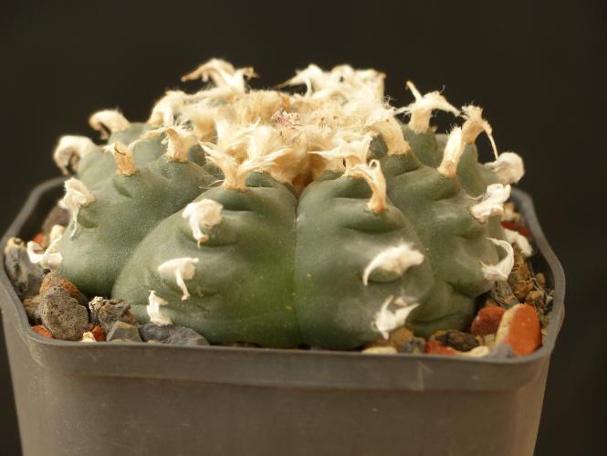 Lophophora williamsii % VZD020 Ejido La Soledad, NL, MEX 