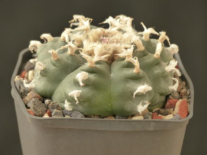 Lophophora williamsii v. texana % 