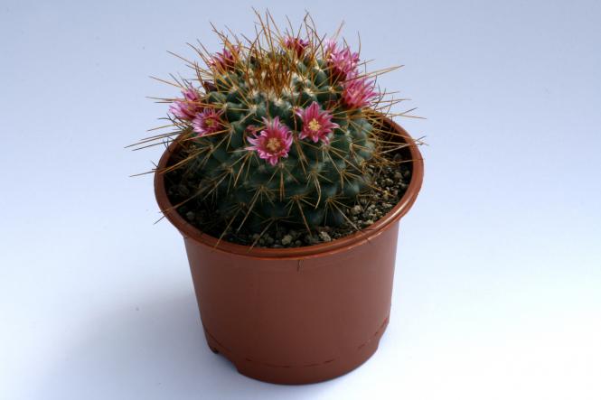 Mammillaria apozolensis ssp. saltensis + Rep1375 El Salto, Zac, MEX, 1950m 