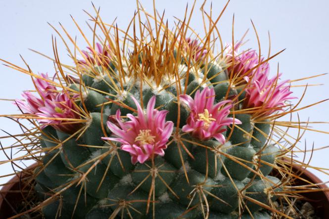 Mammillaria apozolensis ssp. saltensis 