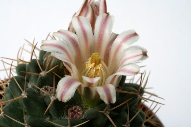 Mammillaria boelderliana 