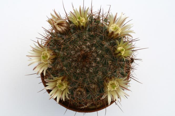 Mammillaria brandegeei v. gabbii 