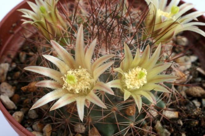 Mammillaria brandegeei 