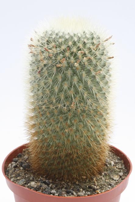 Mammillaria crassior FO273 Tepoztlan, Morelos, MEX 