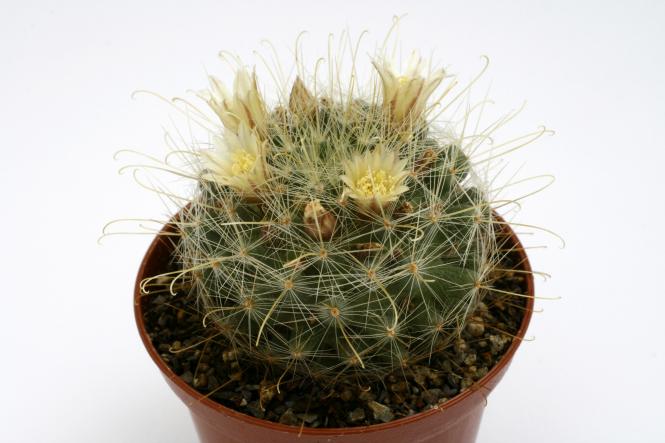 Mammillaria crinita aurihamata  along the Cañón to Estación Catorce from Real de Catorce, SLP, MEX, 2000-2750m 