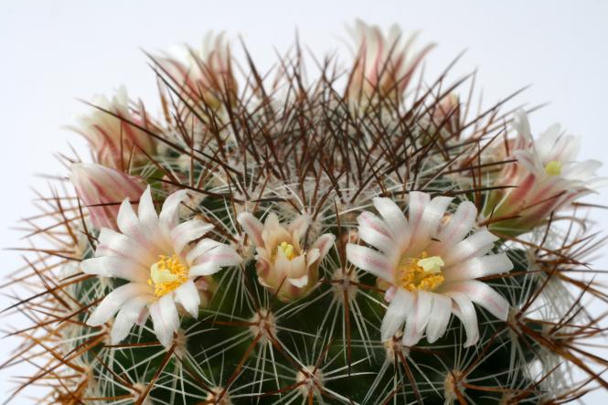 Mammillaria discolor 