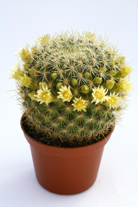 Kakteen Haage | Mammillaria discolor v. schmollii Rog457 | online kaufen