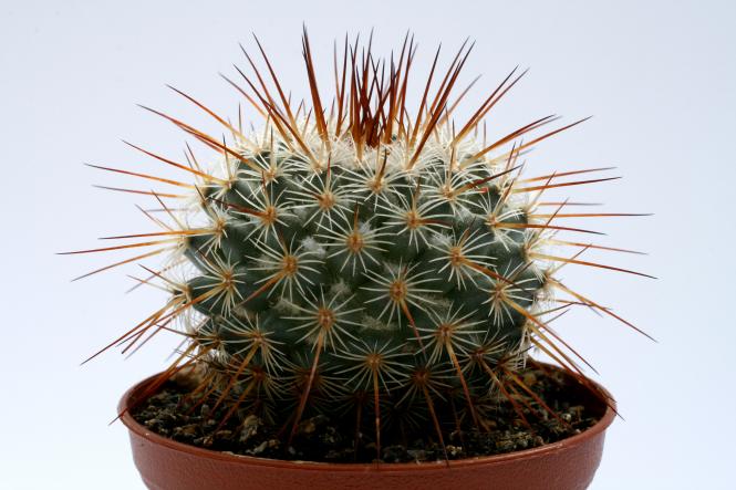 Mammillaria dixanthocentron 