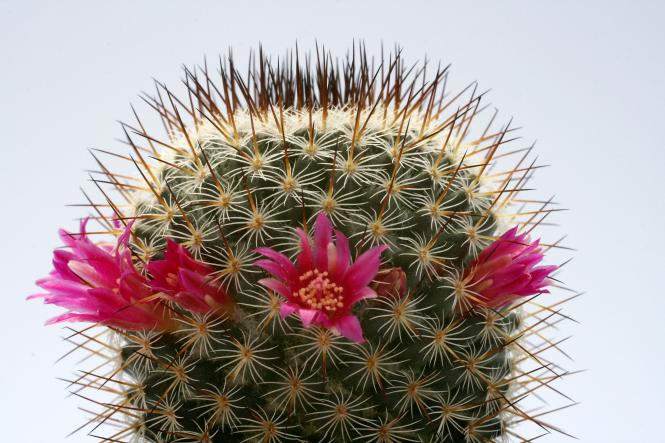Mammillaria haageana ssp. schmollii FO-239 San José Axuxco, Pue, MEX 