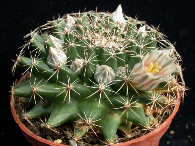 Mammillaria heyderi v. hemisphaerica *3^ % SB859 